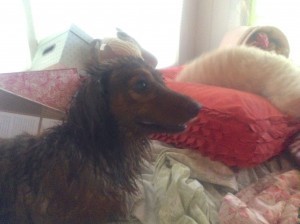 Milton and Mona Drying Off