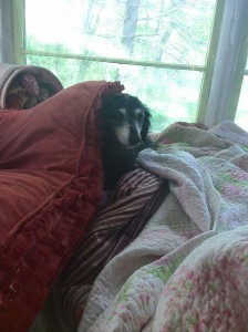 Wolfie Drying Off