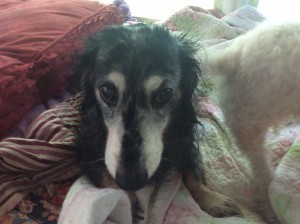Wolfie, Not Amused