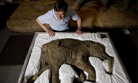 Mammoth researcher Professor Adrian Lister