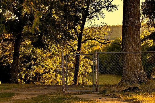 fence tree yard