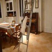 Monsieur Jo, le chat équilibriste : vidéo de chat drôle et marrant