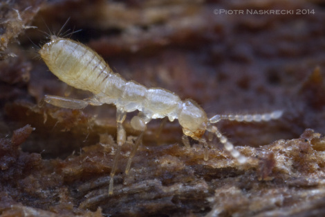 Most zorapterans are pale, wingless and blind. Winged forms only appear if the decaying long in which they live can no longer support the population of these insects.