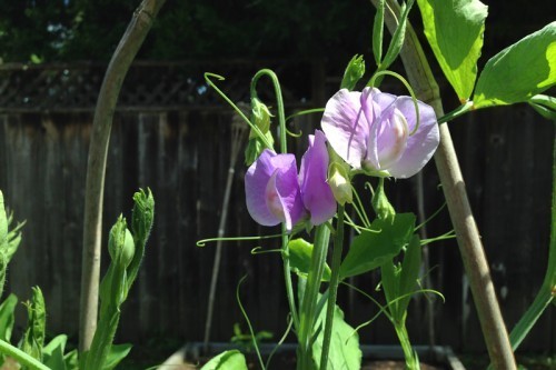 AE_SweetPeas