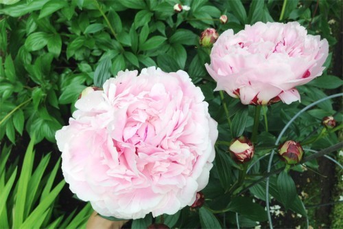 AE_peony
