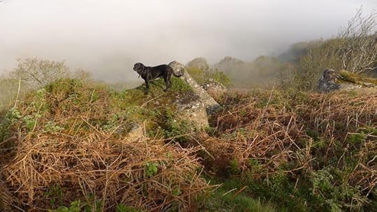 Tilly on the Rocks
