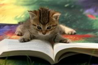 reading photo: reading Cat-CatReadingBook03.jpg