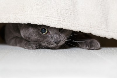 cats_and_stress