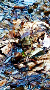 Bodhisattva Frog