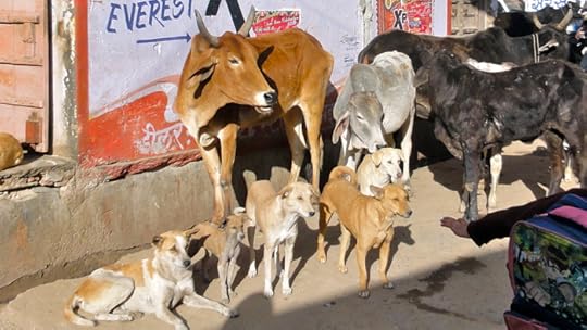 The animals in Puskar.