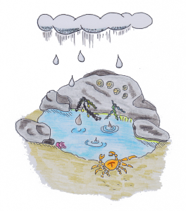 rock pool