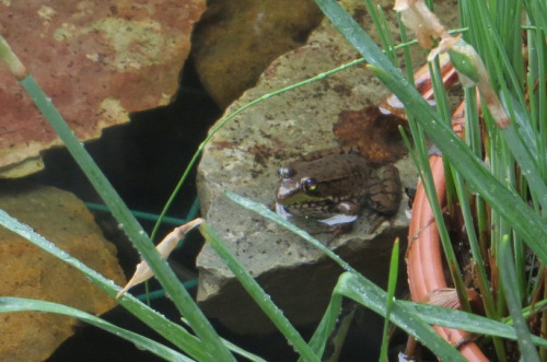 Frog