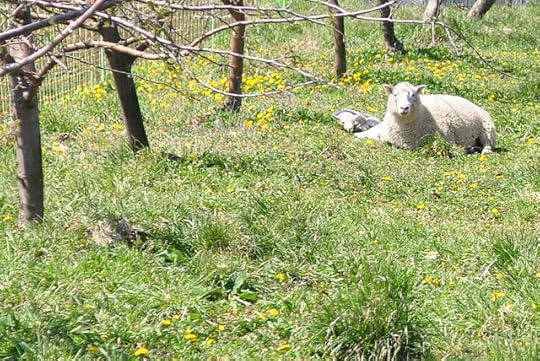 CSC_0446