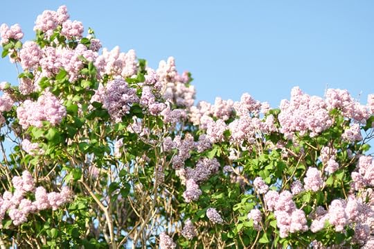 lilacs 006