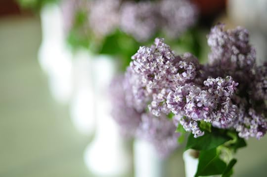 lilacs 054