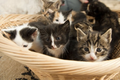 kittens in the basket