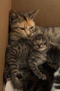 mama cat and happy kitten