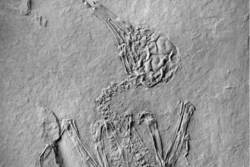 A 47-million-year-old skeleton of the extinct bird Pumiliornis tessellatus