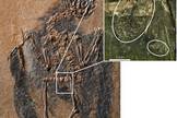 A 47-million-year-old skeleton of the extinct bird Pumiliornis tessellatus