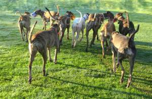 Greyhound pack