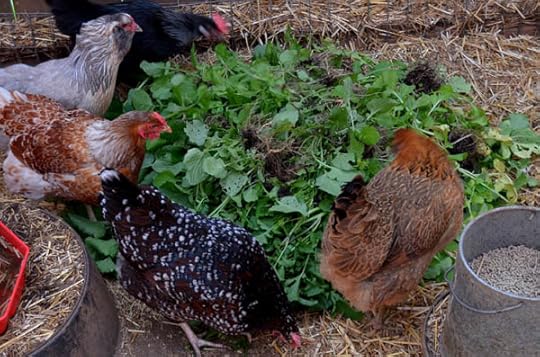 chickens-grazing