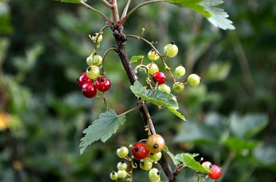 red-currants