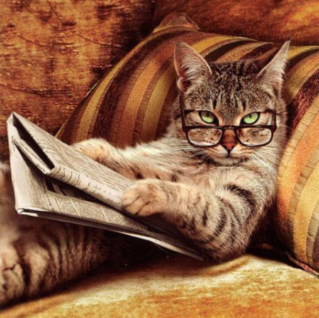 cat-reading-newspaper