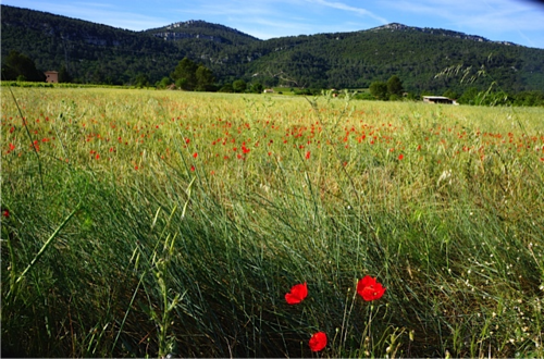 Field of wheat and poppies (c) Cynthia Gillespie-Smith