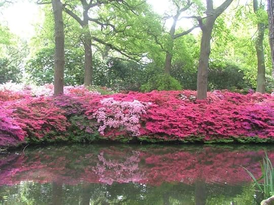 Still Pond in Isabella Plantation, Richmond Park