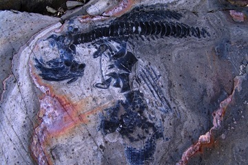 Ichthyosaur fossil