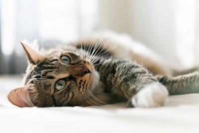 yucca_for_cats