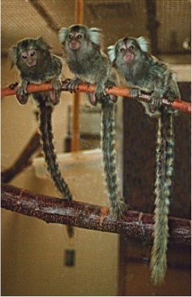 Marmoset triplets. Photo courtesy Julienne Rutherford