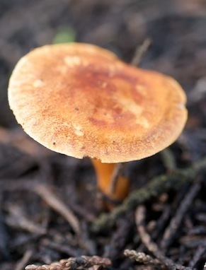 Hidden Coloful Treasures of the Earth 45 copy