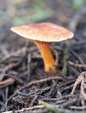 Hidden Coloful Treasures of the Earth 46 copy