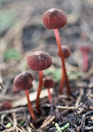 Hidden Coloful Treasures of the Earth 44 copy