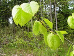 Basswood spring leaves