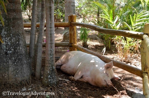 Lola the pig Playa Avellana picture