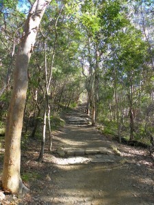 Mount Coolum Summit Track