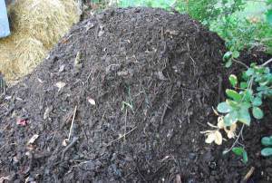 compost-pile-curing01-lg