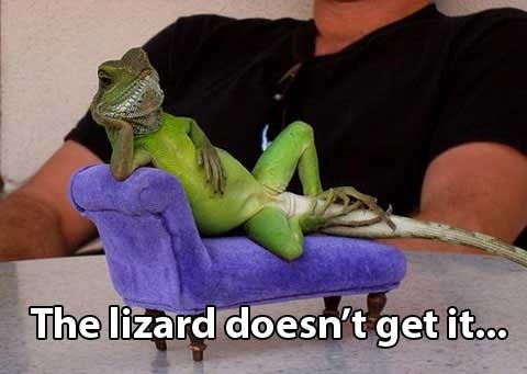 the lizard doesn't get it