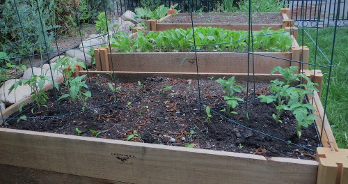 OneLastTimeTomatoes