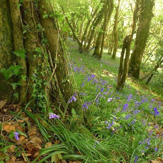 Bluebells in Nattadon Woods
