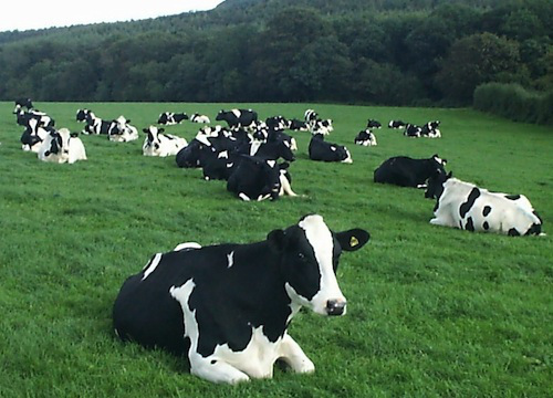 CowsInField