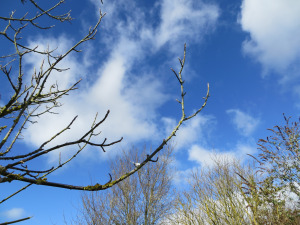 Oxfordshire sky, as seen from our house
