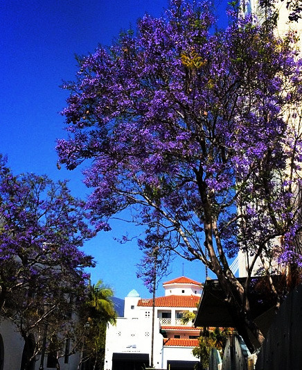 jacaranda
