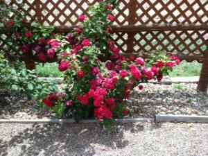 Rose bush