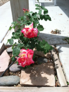 Roses multi colored