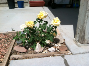 Yellow roses2