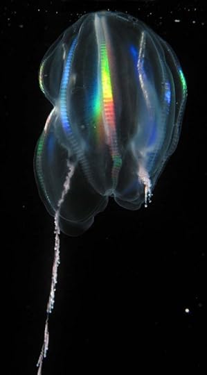Illustration from NOAA, Public Domain_Mertensia_ovum