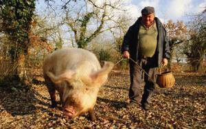 pig-truffles_1006088c